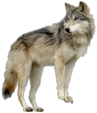 Wolves Transparent Png Images Transparent Background Wolf Png Wolf Transparent