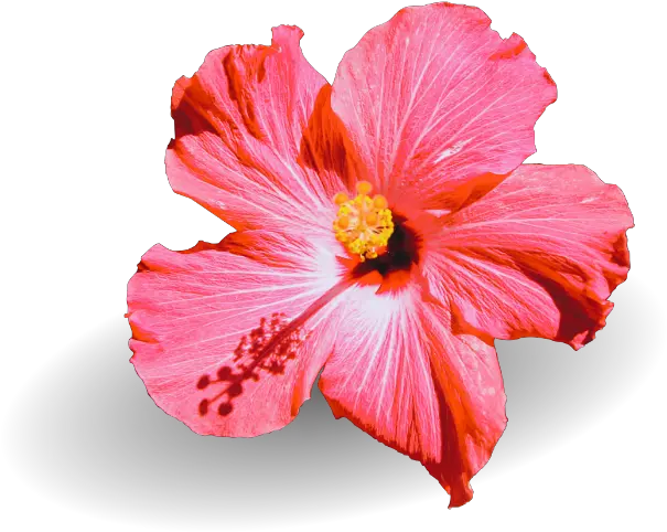 Smell Better Hawaii Hawaiian Hibiscus Png Hawaii Flower Icon