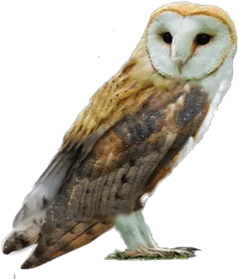 2019 Barn Owlpsd Shepreth Wildlife Park Barn Owl Png Barn Owl Png