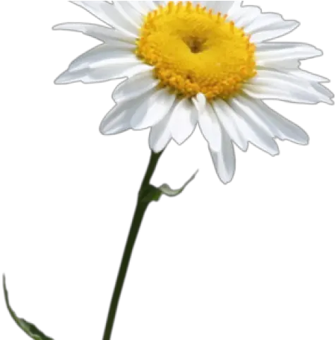 Daisy Clipart Transparent Background 14 Png
