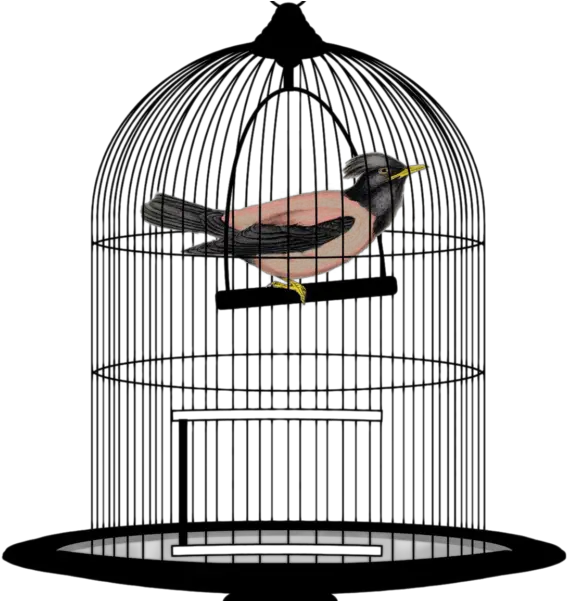 Bird Cage Png Transparent Image Bird In Cage Png Transparent Cage Transparent