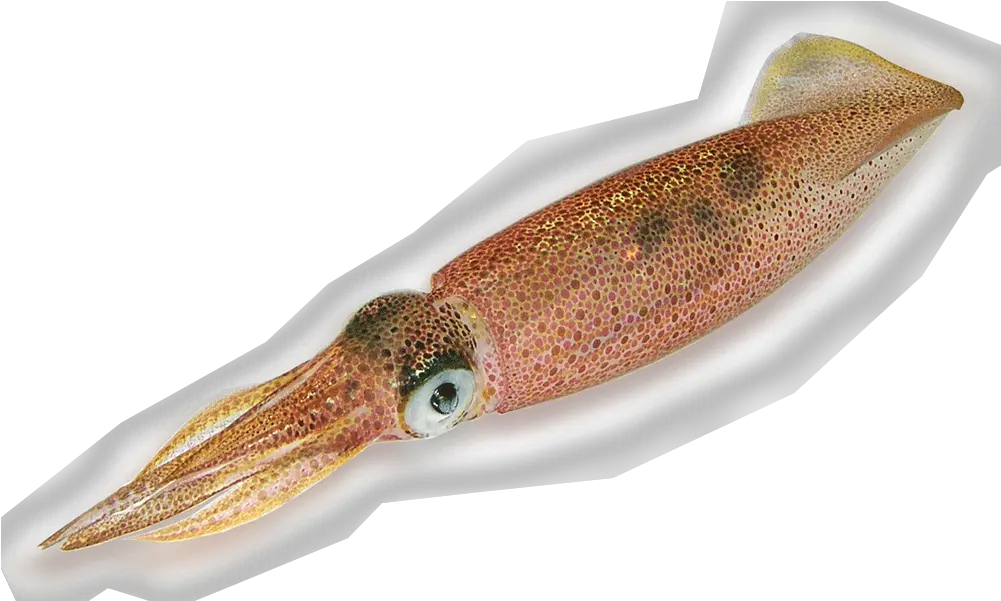 Squid Png Cuttlefish Png Squid Png