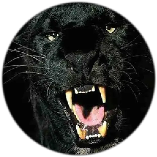 Amazon Full Hd Black Tiger Png Black Panther Transparent