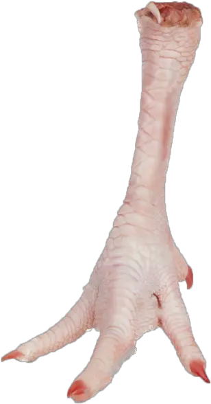 Download Chicken Leg Png Chicken Legs Transparent Png Leg Transparent