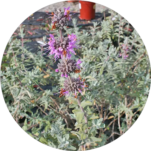 The Community Nurseryu2014 Our City Forest Lobelia Png Shrub Transparent Background