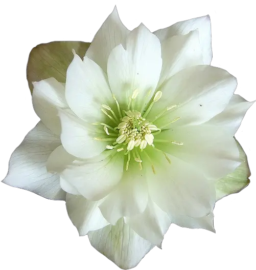 Download Hd Green And White Flower Flower Transparent Png Hellebore Png Green Flower Png