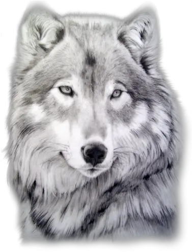 Cara De Lobo Png Image Cara De Lobo Png Lobo Png