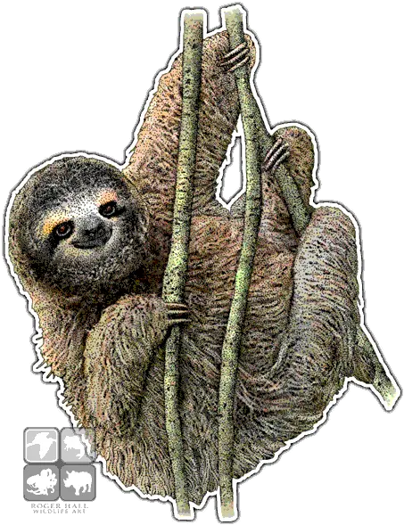 Pygmy Three Toed Sloth Decal Drawing Three Toed Sloth Png Sloth Png