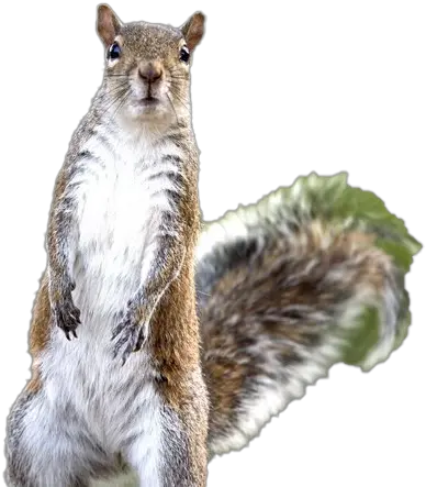 Squirrel Png Images Hd Squirrels Squirrel Transparent Background