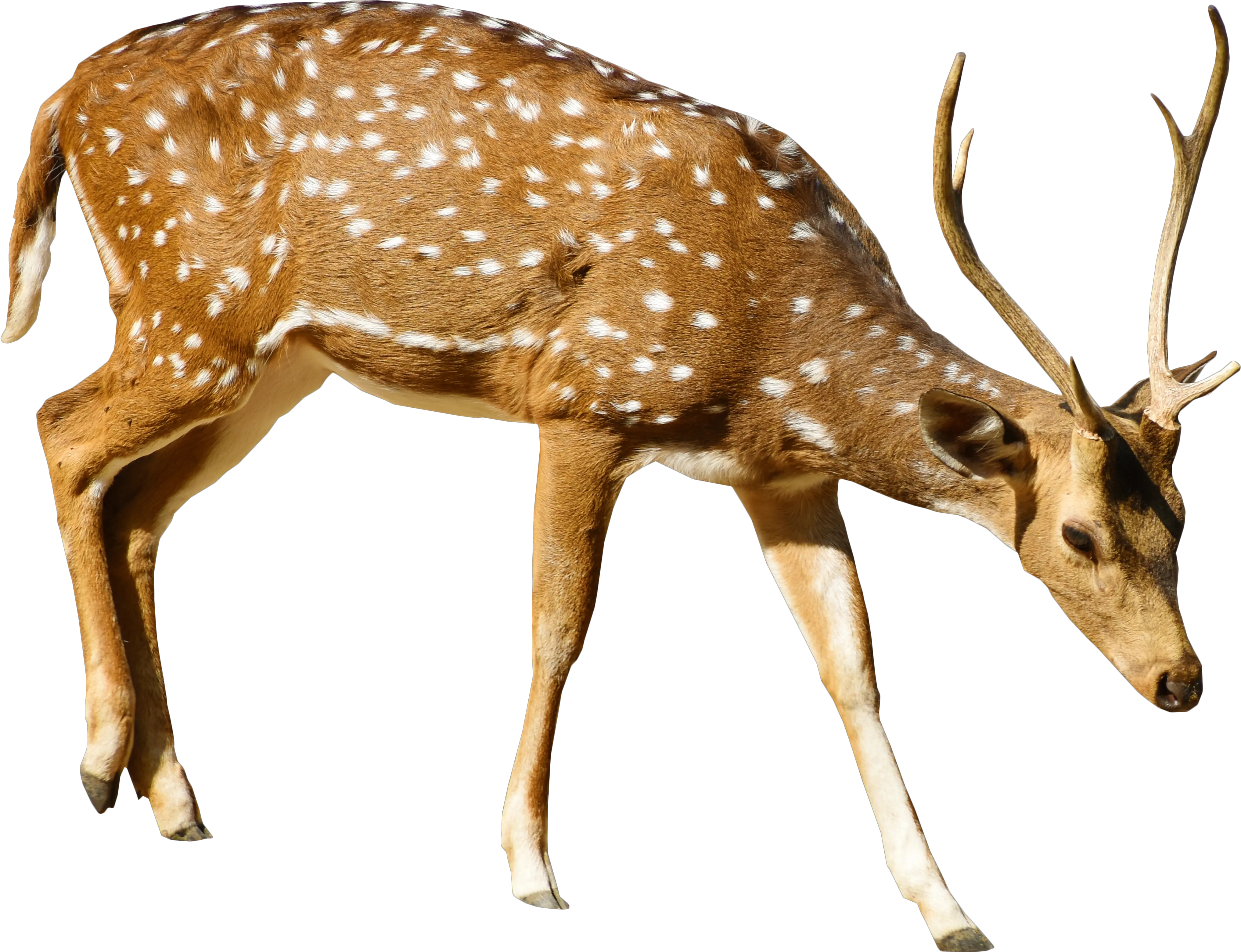 Brown Deer With White Spots Standing Brown Deer With White Spots Png Eating Png