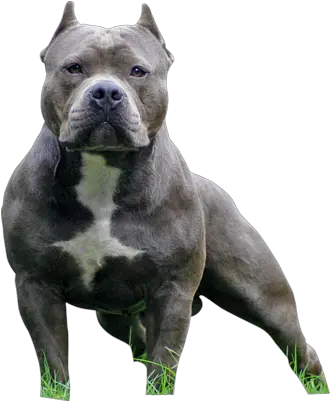 Pitbull Image Transparent Png Clipart American Bully Staffordshire Terriers Pitbull Png