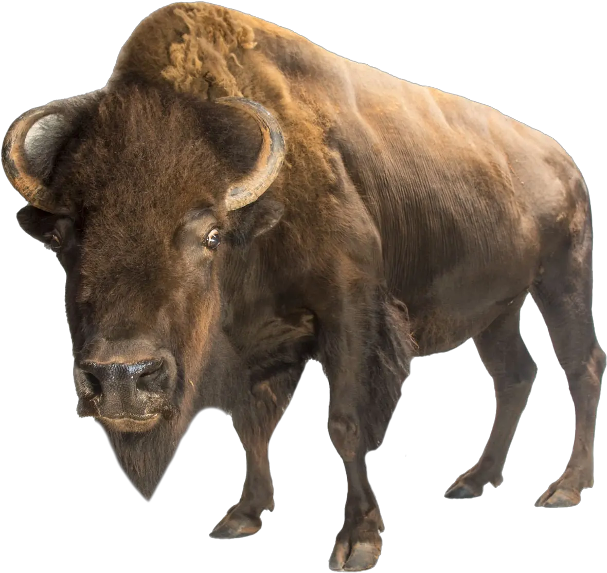 American Bison Png Photo Bear Vs Bison Bison Png