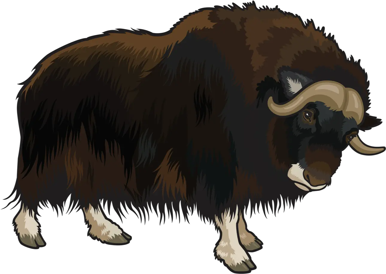 Yak Png Transparent Clipart Buffalo Png Bison Png