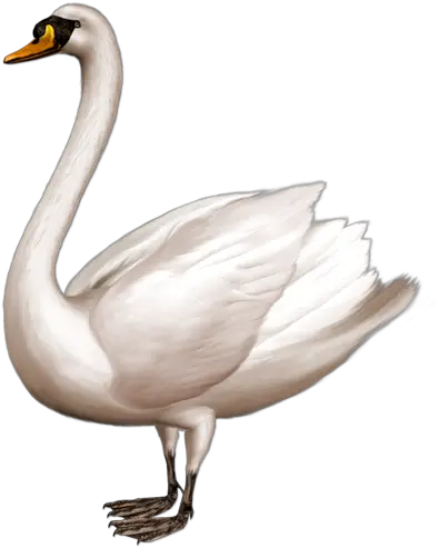 Swan Icon Clipart 38479 Web Icons Png Swan Icon