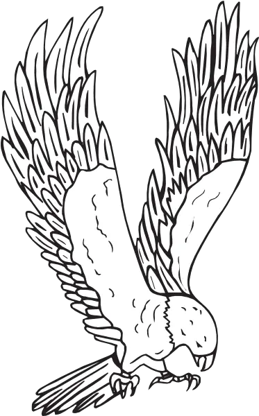 Flying Hawk Kid Png Image Clipart Hawk Clipart Black And White Hawk Png