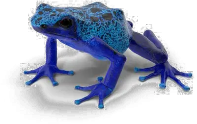 Poison Dart Frog Background Png Blue Poison Dart Frog Png Frog Transparent Background