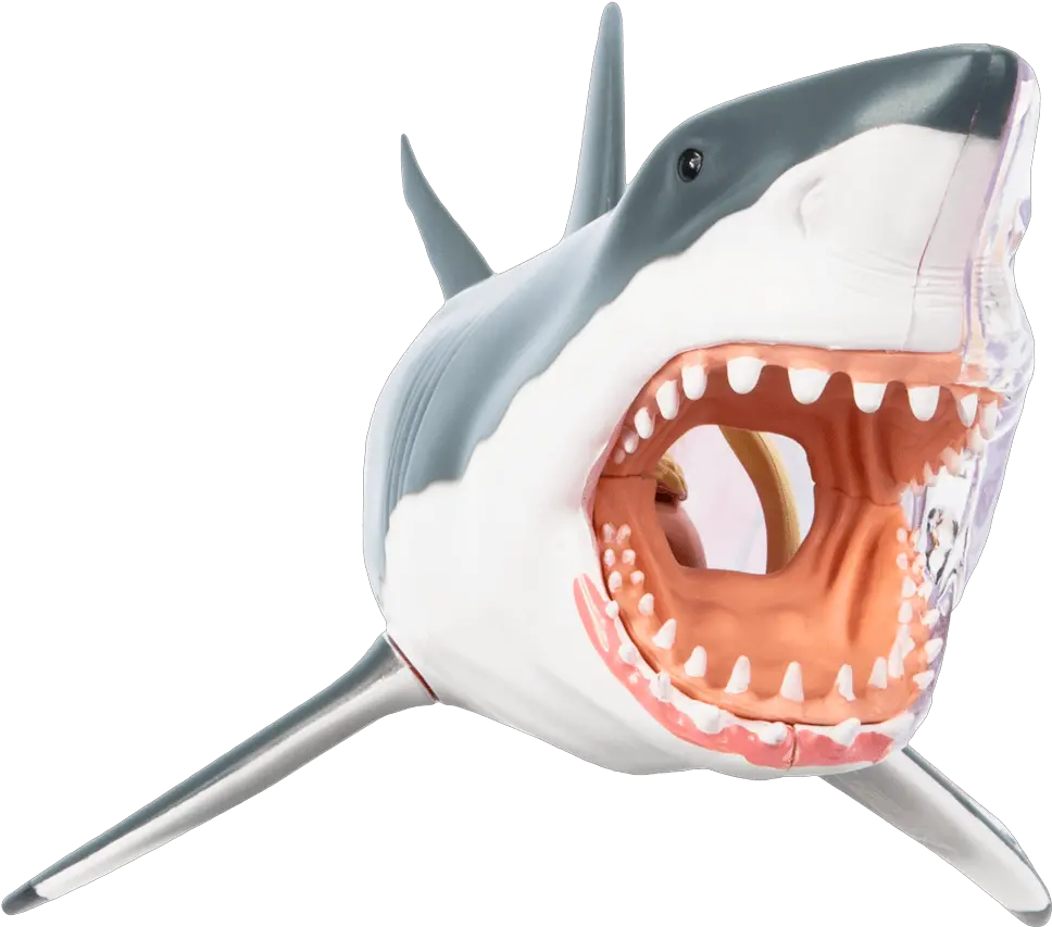 Chum The Dissected Shark Great White Cute Shark Art Png Jax Icon