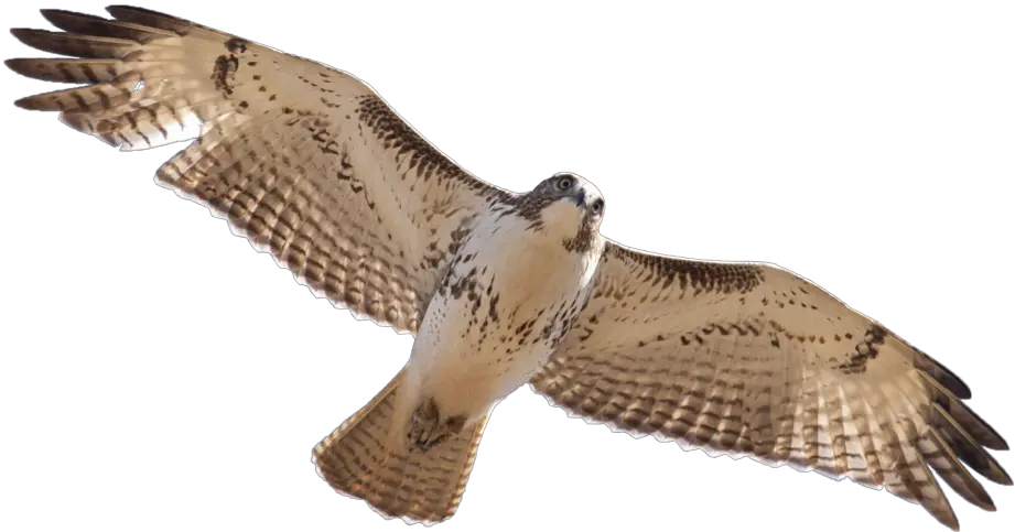 Red Tailed Hawk Png Royalty Free Red Tail Hawk Png Hawk Png