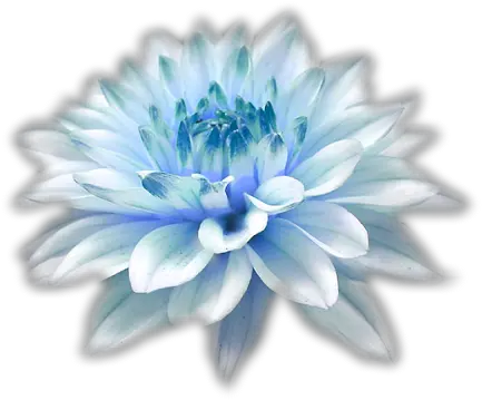 Download Hd Light Blue Flower Png High Resolution Facebook Cover Photo Hd 1080p Blue Flowers Png