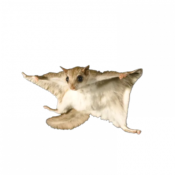 Flying Squirrel Png Transparent Images U2013 Free Flying Squirrel Png Squirrel Png