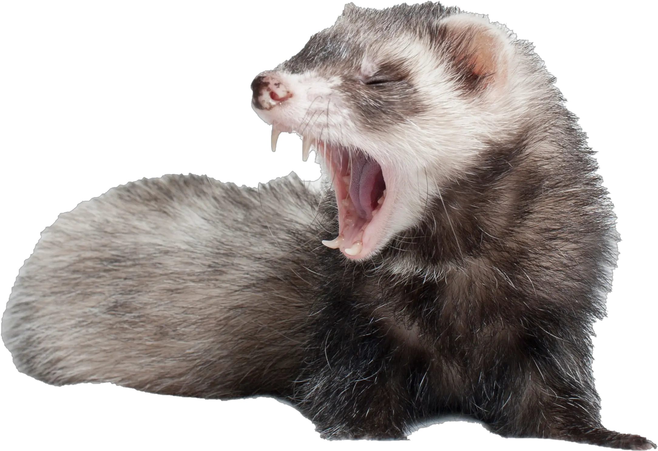 Ferret No Background Png Play Carrot Ferret Ferret Png
