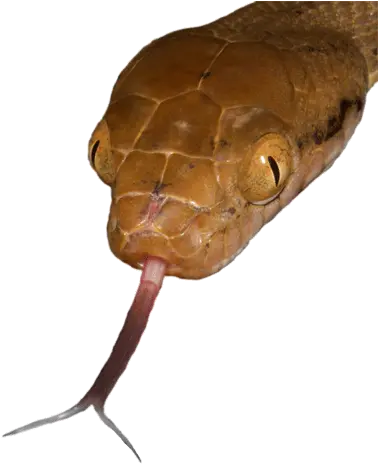 Reptile Tongue Transparent U0026 Png Clipart Free Download Ywd Transparent Background Snake Tongue Png Lizard Png