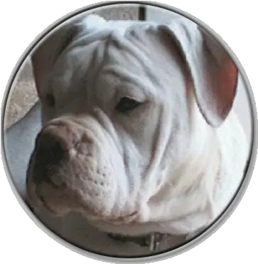 Crystal White English Shar Pei Png British Icon Bulldogs