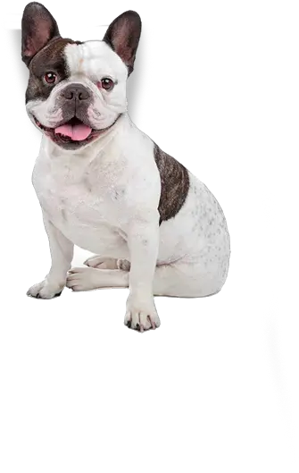 French Bulldog Dog Breed Ukpets Png British Icon Bulldogs