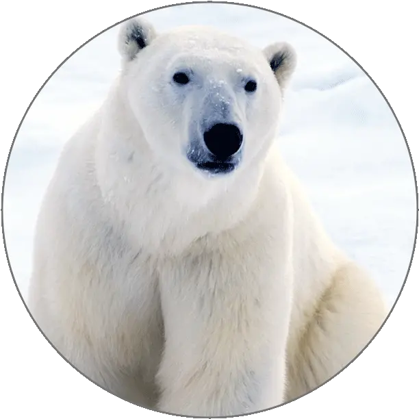 Learn Italian Alphabets Polar Bear Png Polar Bear Icon