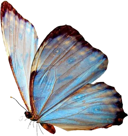 Butterfly Blue Butterfly Aesthetic Png Butterfly Png