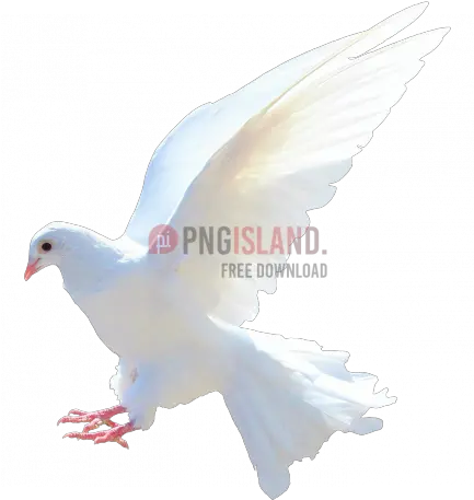 Dove Bird Png Image With Transparent Dove Images In Png Birds Transparent