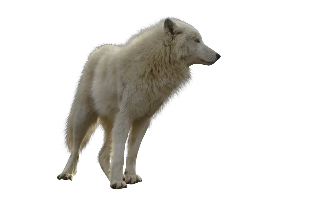 Wolf Transparent Background Png Image White Wolf Transparent Background Wolf Transparent