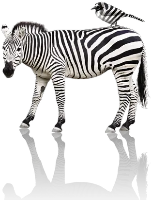 Zebra Png Images Animals And Their Baby Flashcard Zebra Png