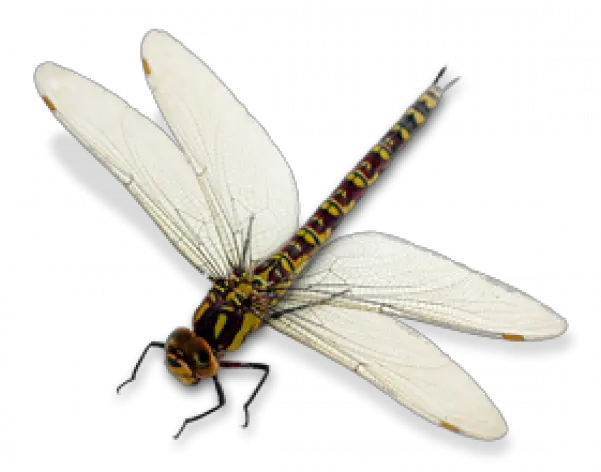 Dragon Fly Png Transparent Images U2013 Free Vector Green And Black Dragonfly Dragon Fly Png