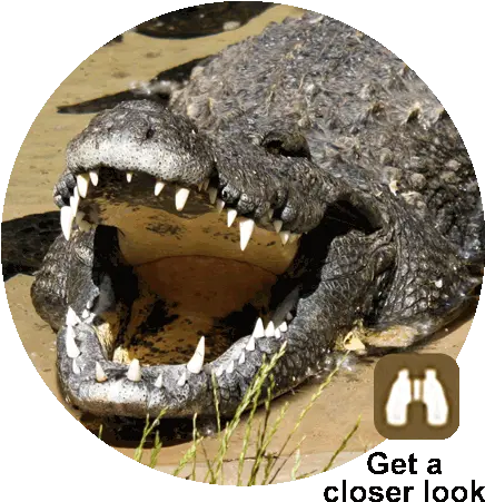 Siamese Crocodile Utahu0027s Hogle Zoo Crocodile Hogle Zoo Png Crocodile Transparent