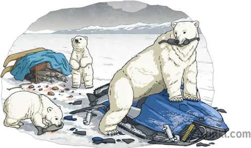 Polar Bear And Cubs Attack Snowmobile Ice Fishing Inuit Polar Bear Png Ice Bear Png