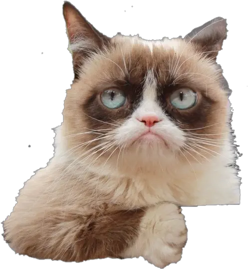 Download Grumpy Cat Sticker Snowshoe Png Grumpy Cat Png