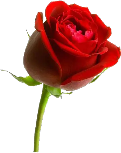 Rose Png Photo Image Play Flower In Arabic Language Red Roses Png