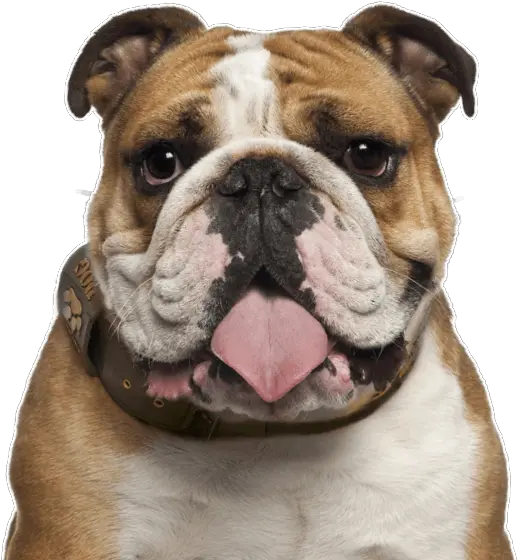 English Bulldog Png Transparent English Bulldog 5 Years Old Bulldog Png