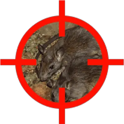 Rodents Brown Rat Png Mouse Rodent Icon