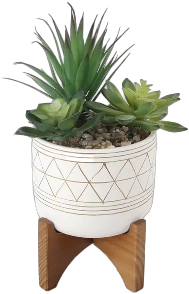 Succulent Plant In Pot Succulent Pot Png Succulent Png