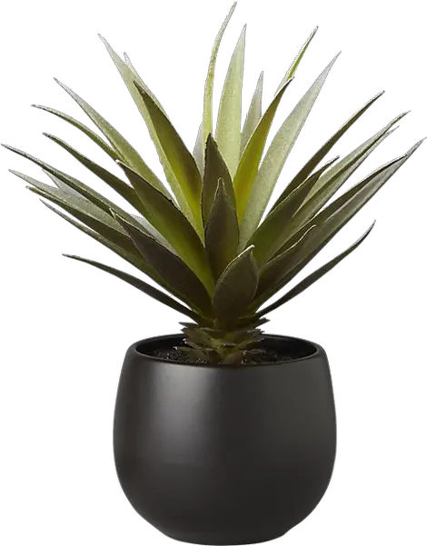 Faux Potted Succulent With Black Pot Potted Succulent Png Succulent Png