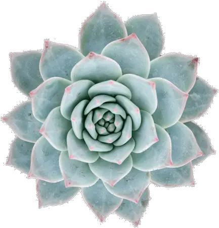 Echeveria Blue Bird Echeveria Drawing Png Succulent Png