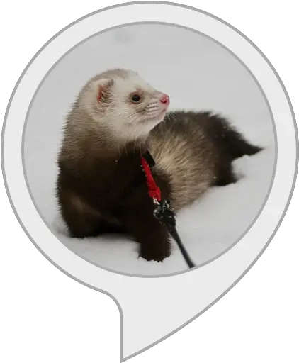 Amazoncom Ferret Trivia Alexa Skills Ferret Png Ferret Png