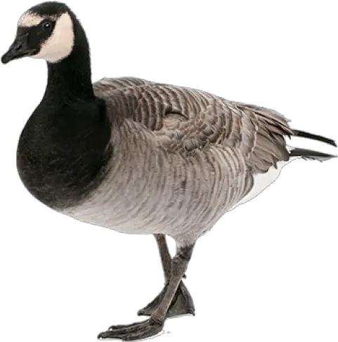 Free Png Images Canadian Goose Png Goose Png