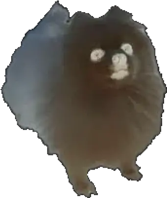 Five Nights Pomeranian Png Gabe The Dog Png