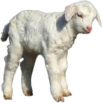 Lamb Png Transparent Image Transparent Lamb Png Lamb Png