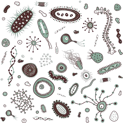 Bacteria Png Transparent Images Bacteria Clipart Bacteria Transparent Background