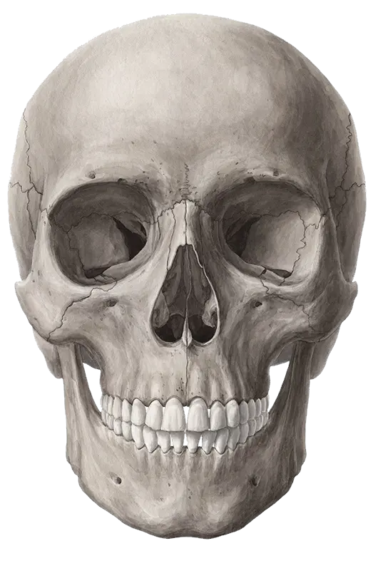 Skull Crown Png