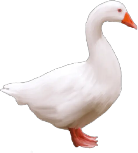 Free Png Goose Images Transparent Portable Network Graphics Goose Transparent